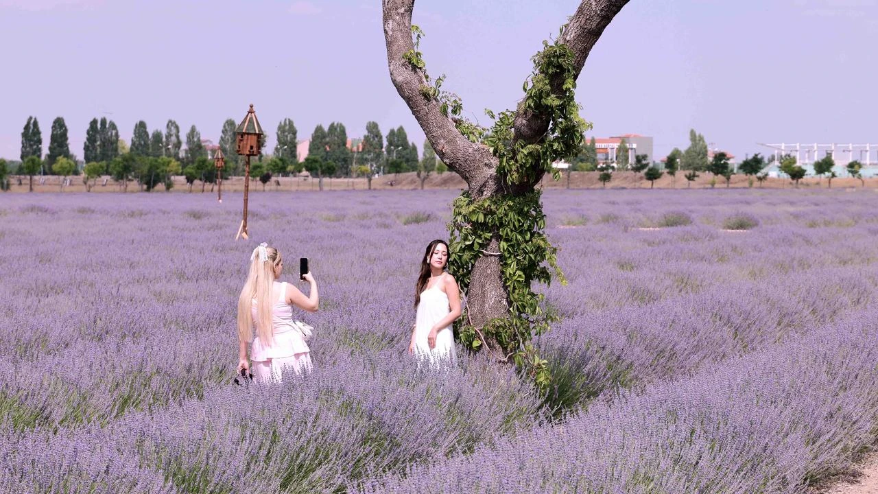Türkiye's largest lavender garden draws thousands