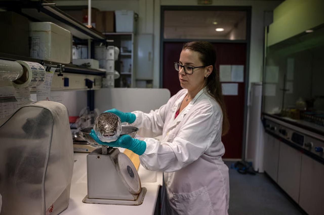 Marine biologist Thekla Anastasiou weighs a silver-cheeked pufferfish at the Hellenic Centre for Marine Research, in Heraklion, Crete on June 4, 2026. (AFP Photo)