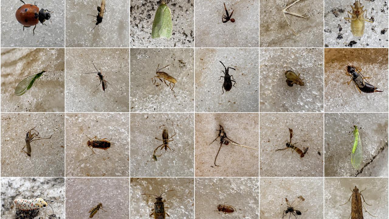 Insects caught in summer ice on Türkiye's high Karabet Pass