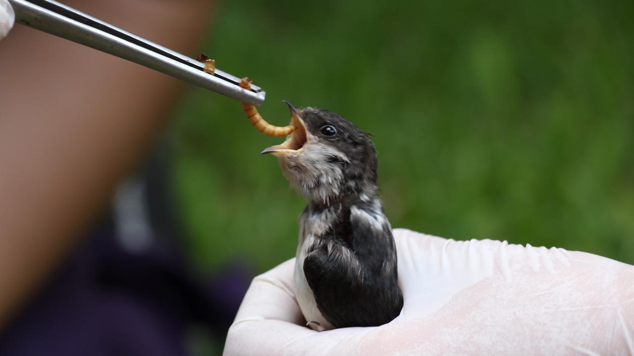 Staff at Antalya Wildlife Park nurture rescued baby birds back to health
