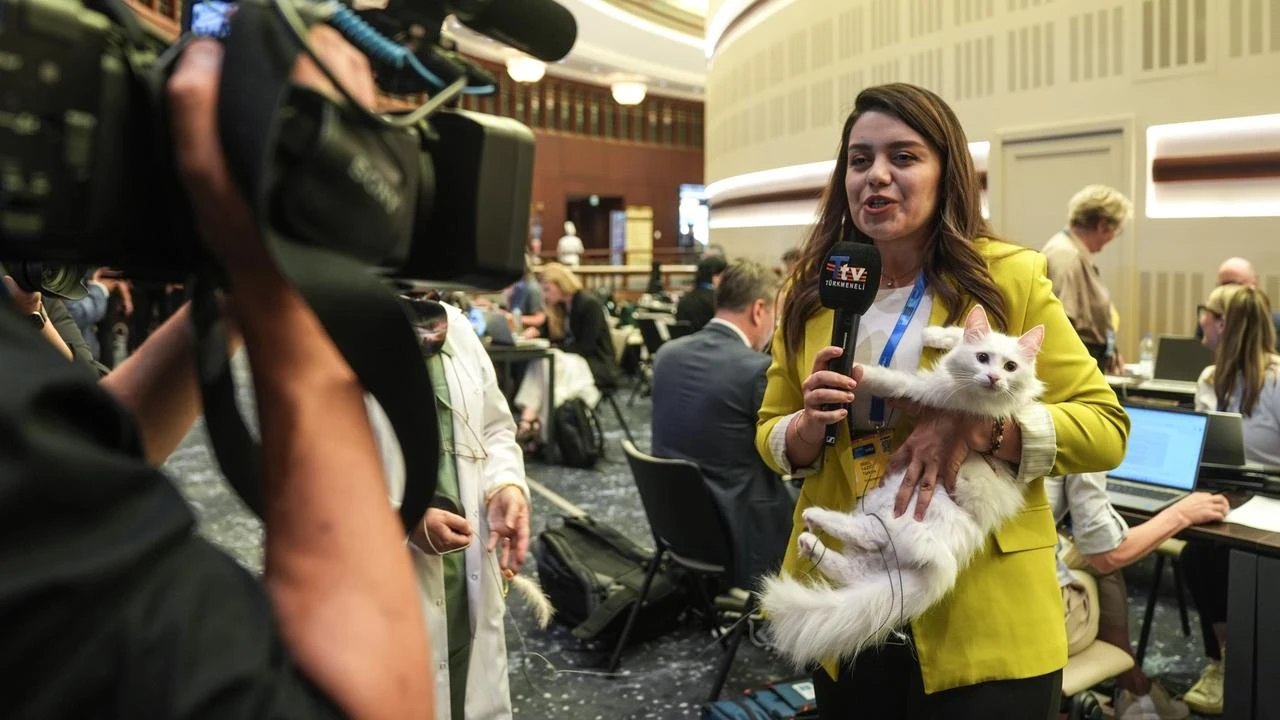 Ankara cats Lokum and Ak Kiz charm media at NATO summit's press center
