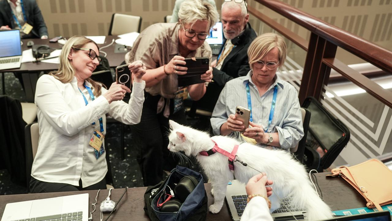 Ankara cats Lokum and Ak Kiz charm media at NATO summit's press center