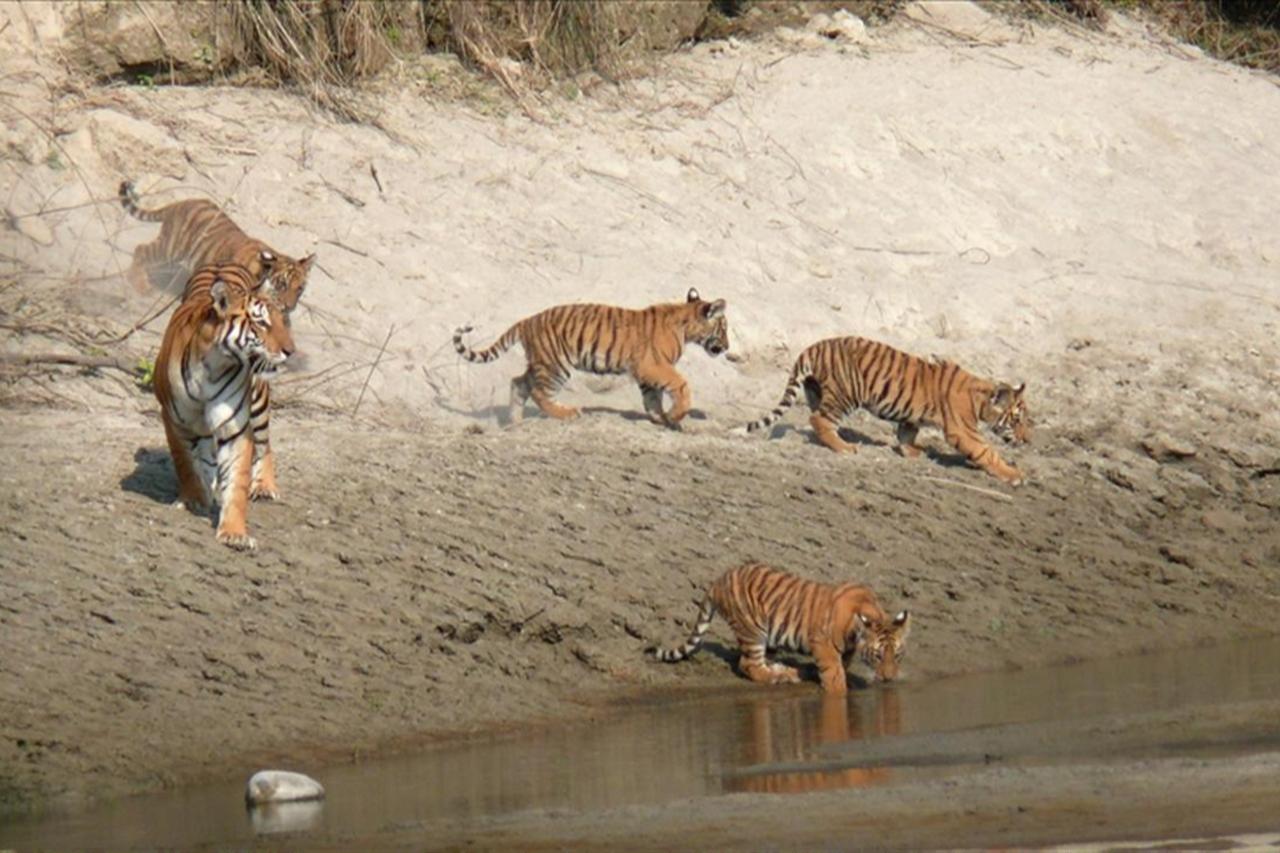Cambodia readies tiger reintroduction plan amid doubts
