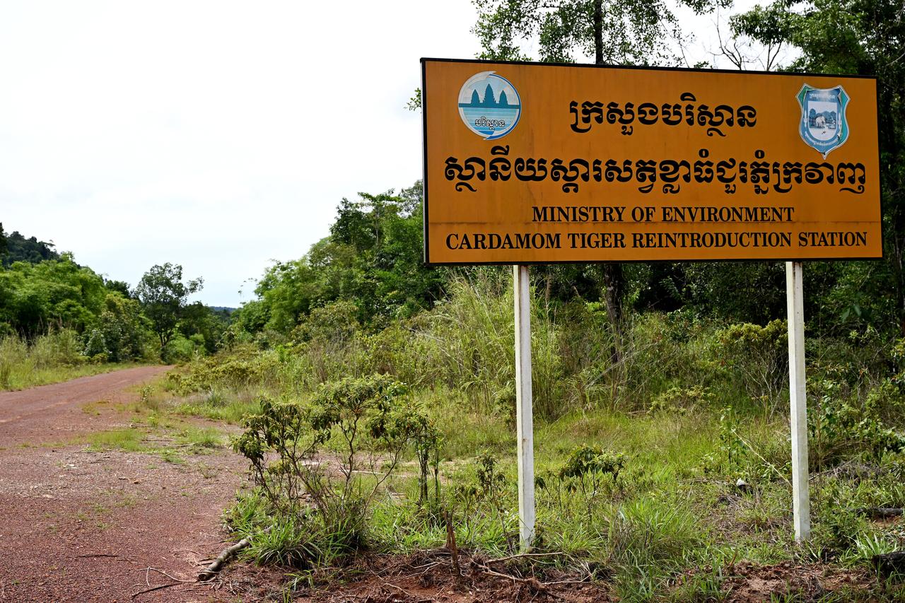 A road leads to a tiger reintroduction station in Cardamom National Park, Koh Kong province, Cambodia, June 11, 2026. (AFP Photo)