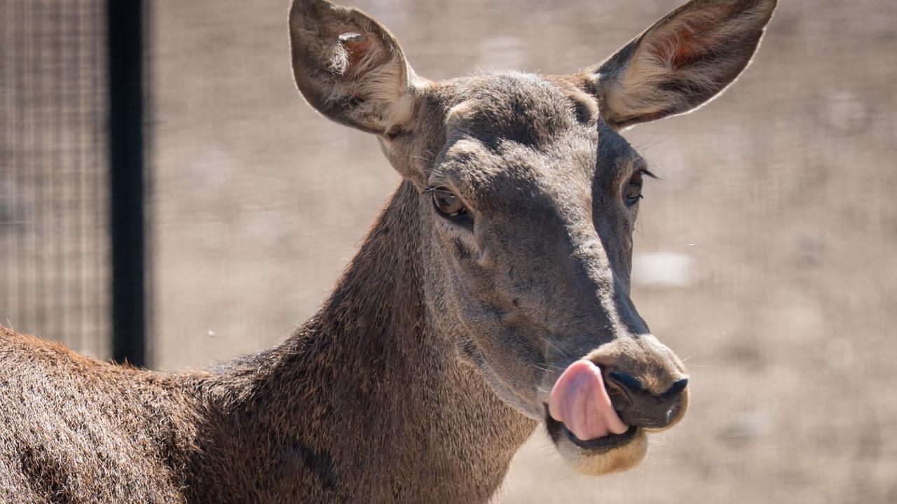 Ankara’s rescued red deer Kezban delights crowds with her newborn calf
