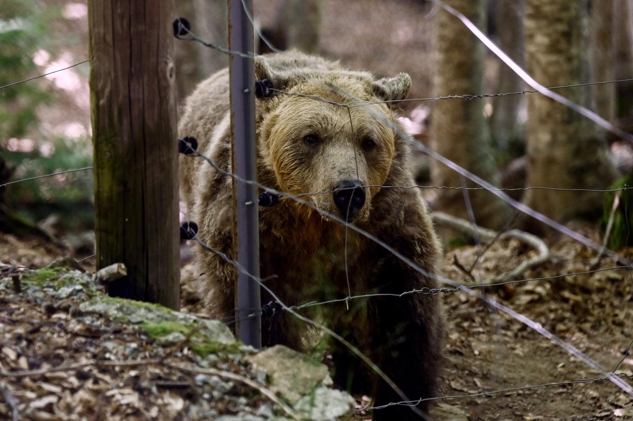 Rising bear numbers spark safety concerns in northern Greece
