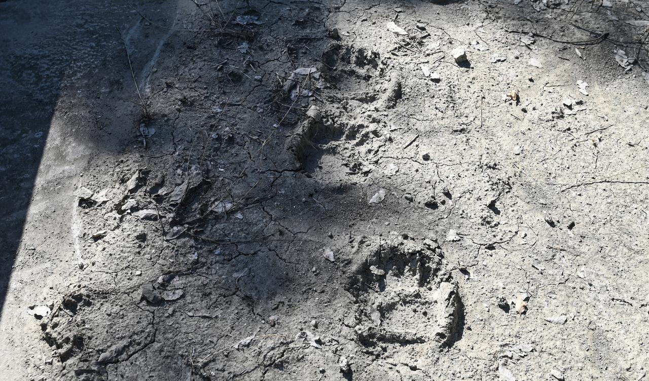 Bear tracks along a forest trail near Grevena, north-western Greece on June 21, 2026. (AFP Photo)