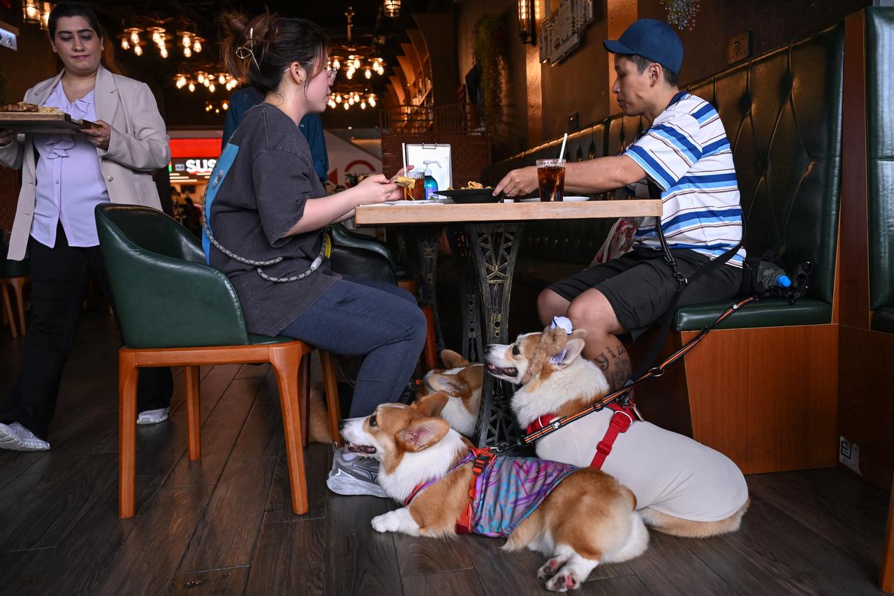Hong Kong allows dogs in restaurants for first time in decades