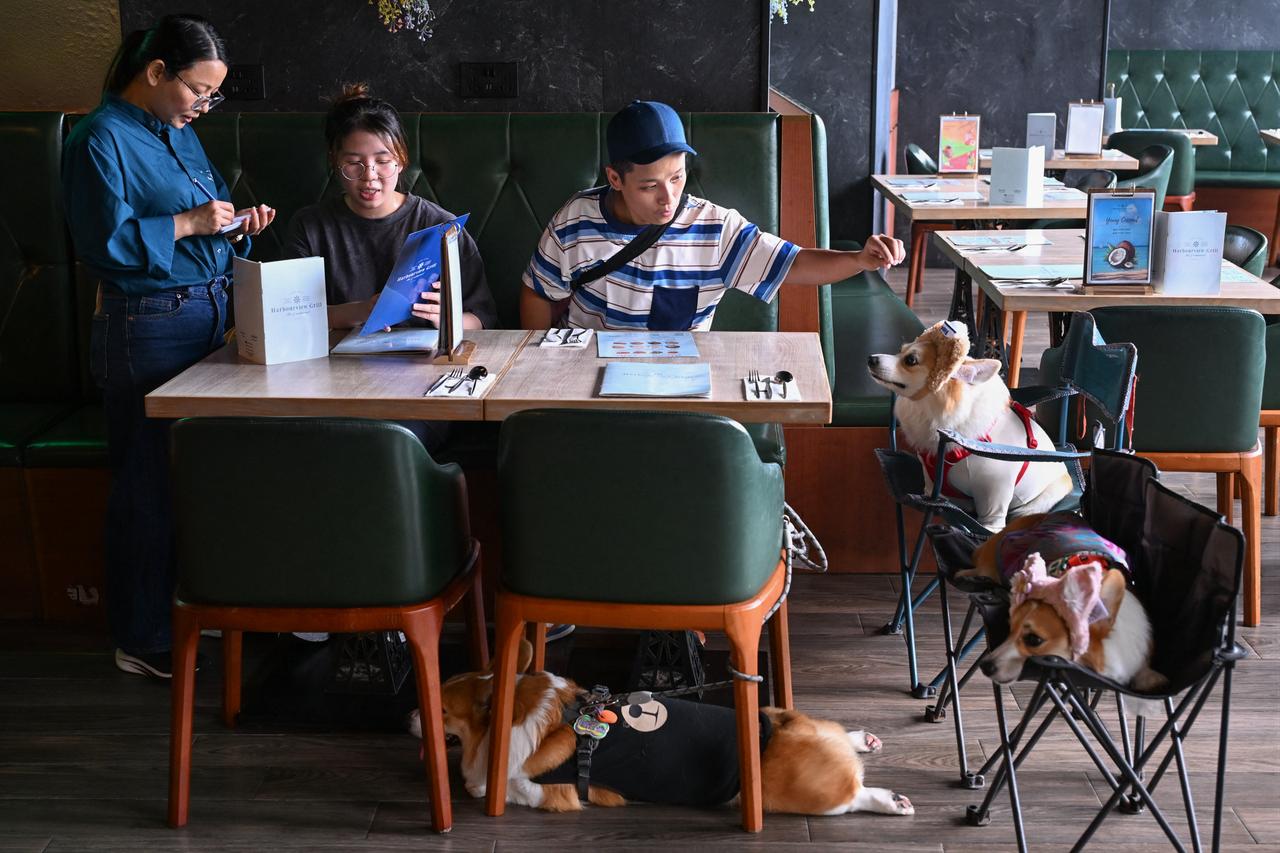 Dog owners Magic Wong (R) and Anny Li (2nd R) order food with their pet corgis at the dog friendly restaurant Harbourview Grill in the North Point district of Hong Kong on July 9, 2026. (AFP Photo)
