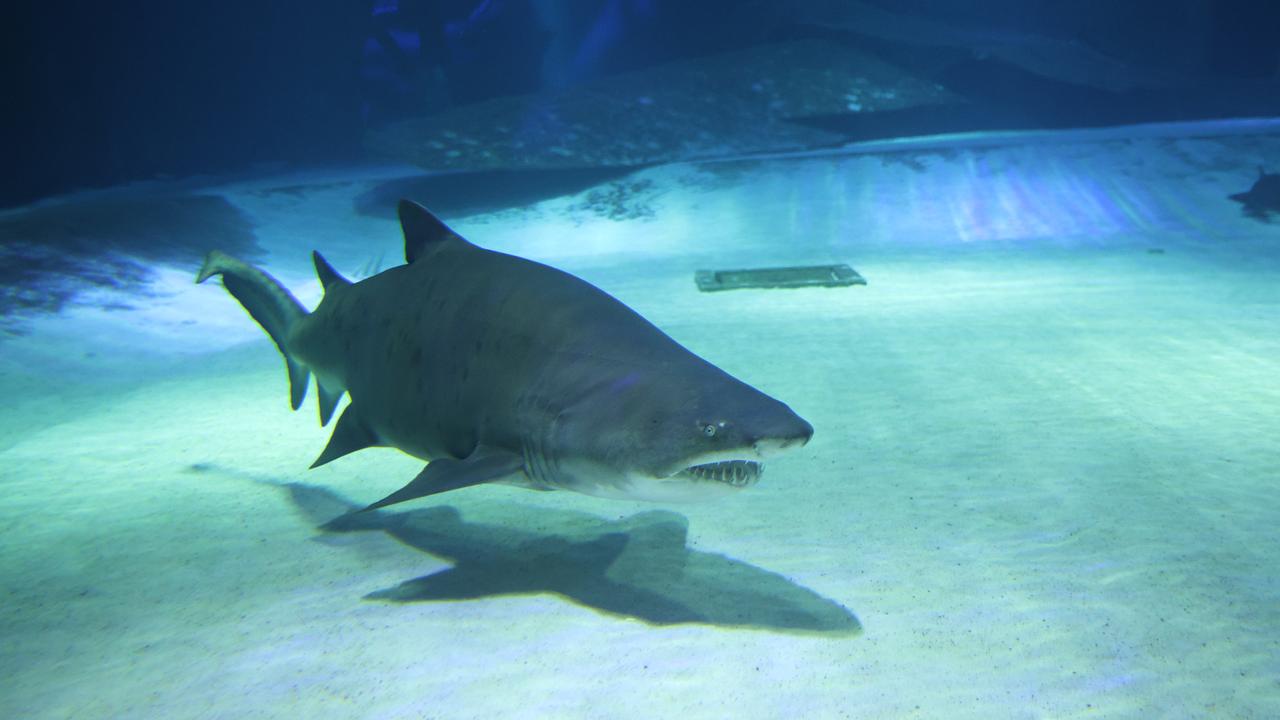 Meet Princess: Antalya's 300-kilogram sand tiger shark 