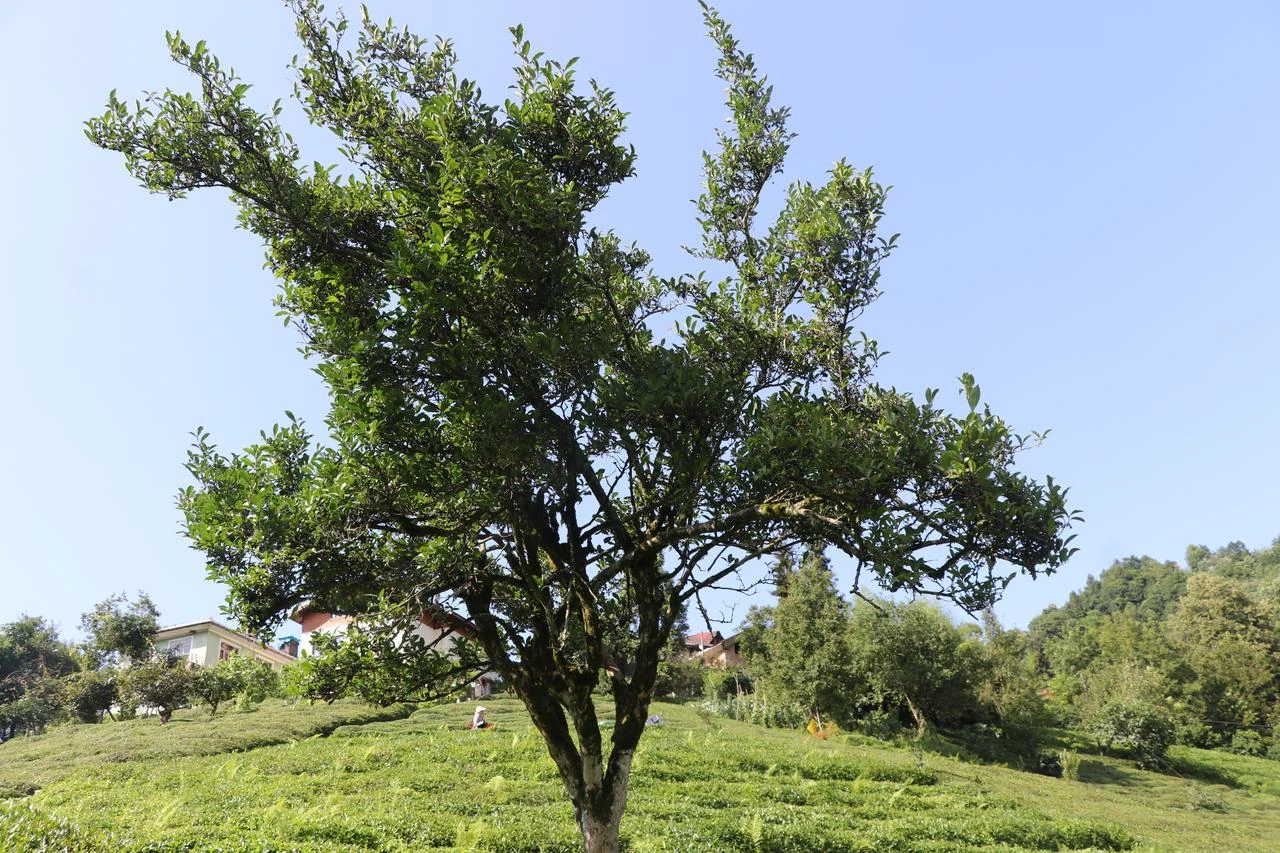 Giant Rize tea tree could hold clues to Türkiye’s agricultural history