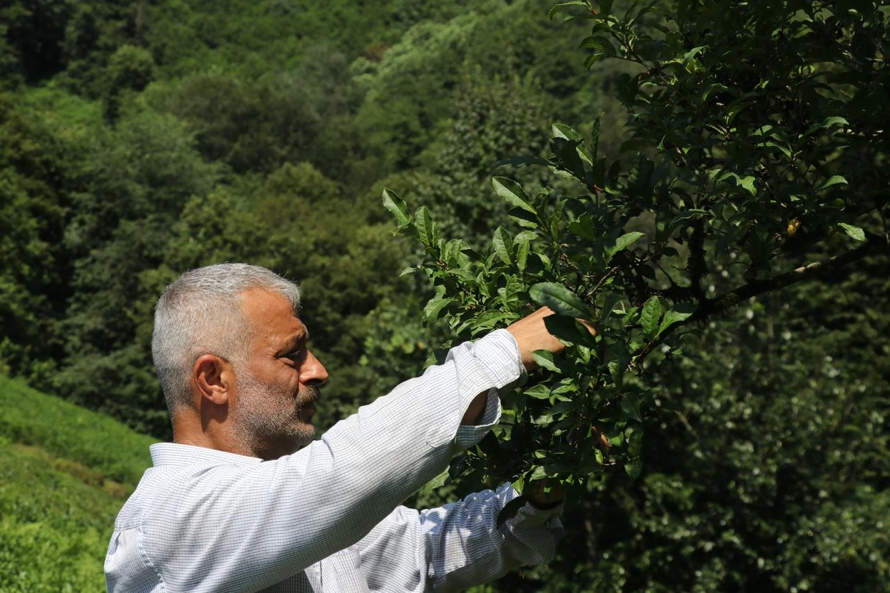 A local resident examines the branches of the approximately 70-year-old tea tree in Yanikdag village, Rize, Türkiye. (AA Photo)