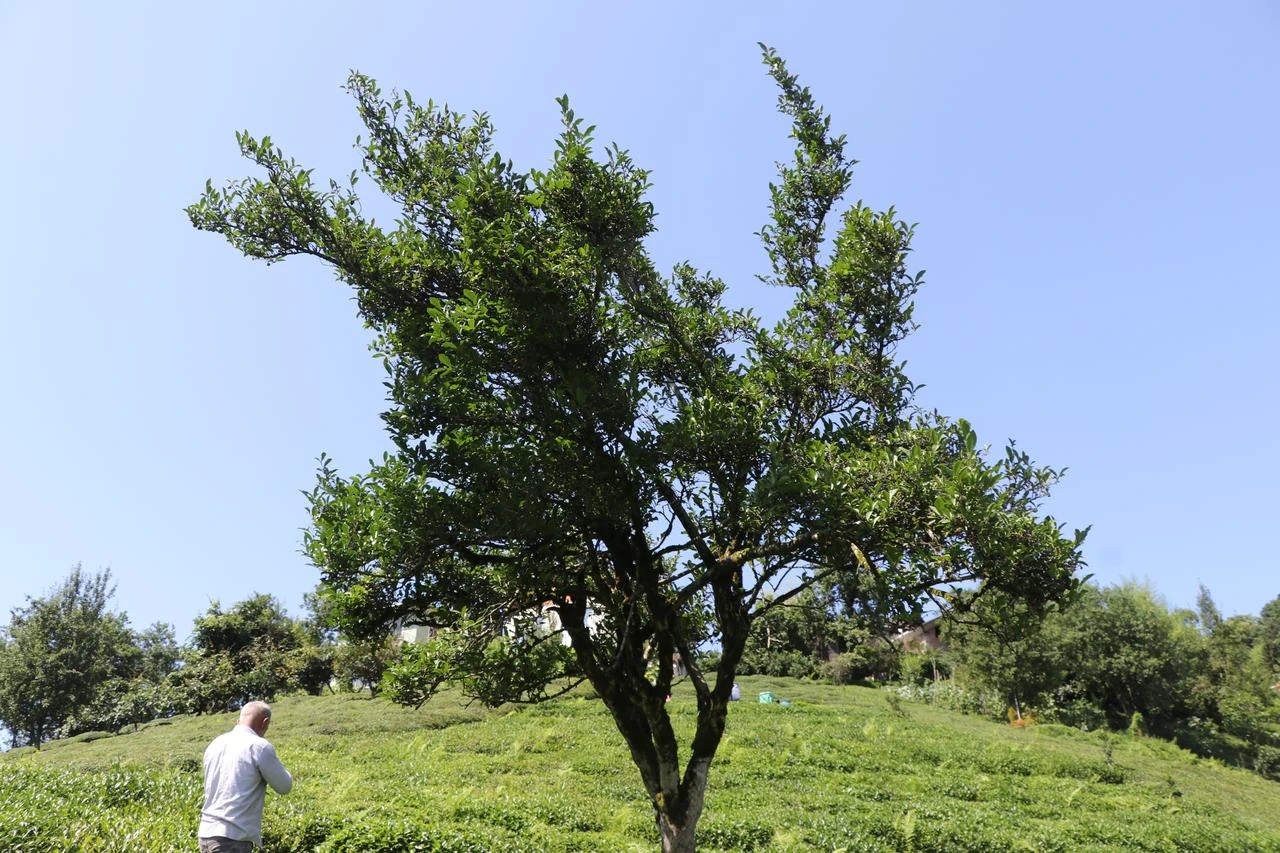 A local resident examines the branches of the approximately 70-year-old tea tree in Yanikdag village, Rize, Türkiye. (AA Photo)