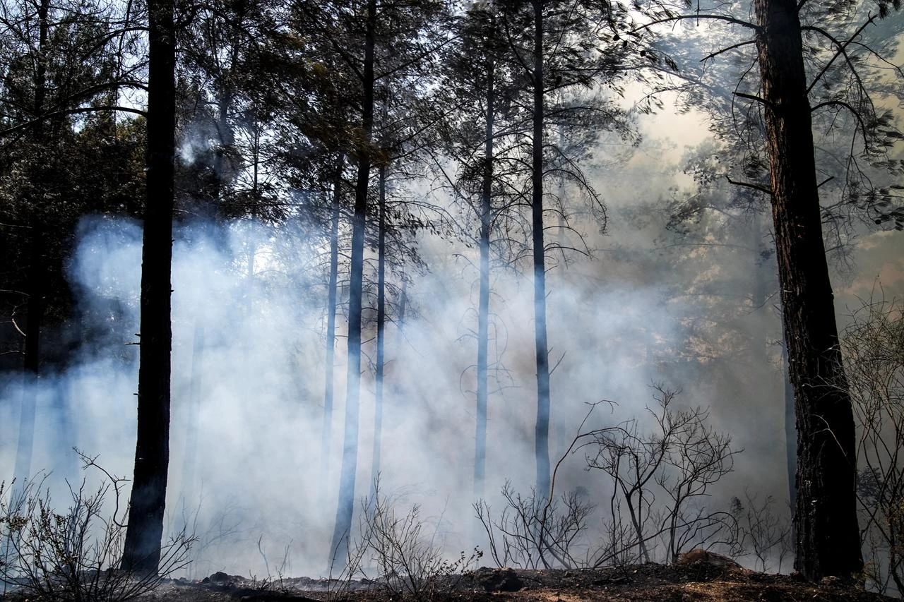 Türkiye brings 258 of 260 wildfires under control: Minister