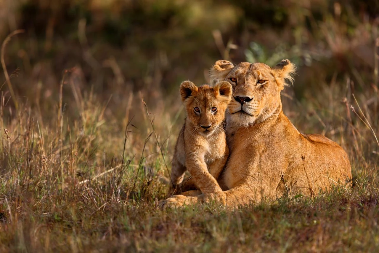 World Lion Day: Only around 23,000 lions remain in wild across Africa