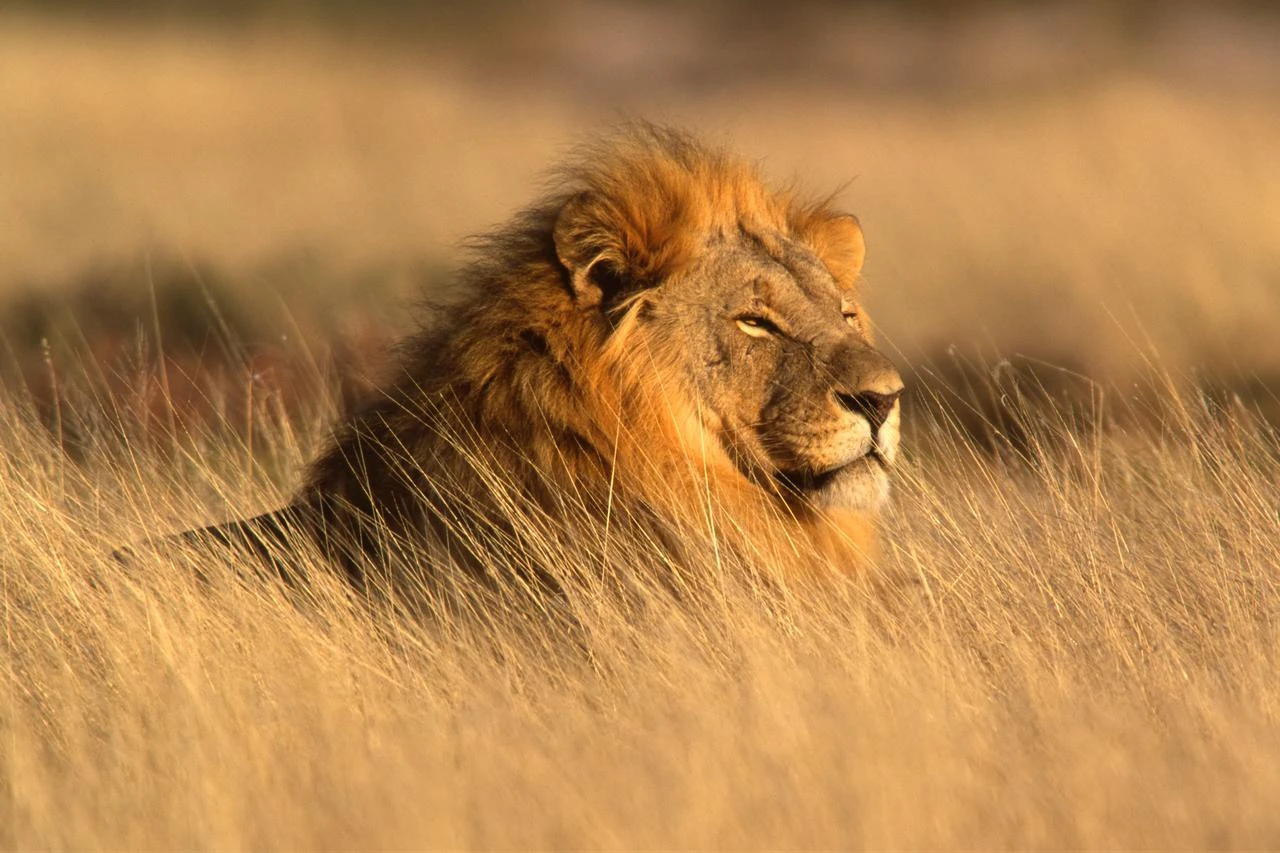 A male lion rests among tall grasses in the savanna. (Adobe Stock Photo)