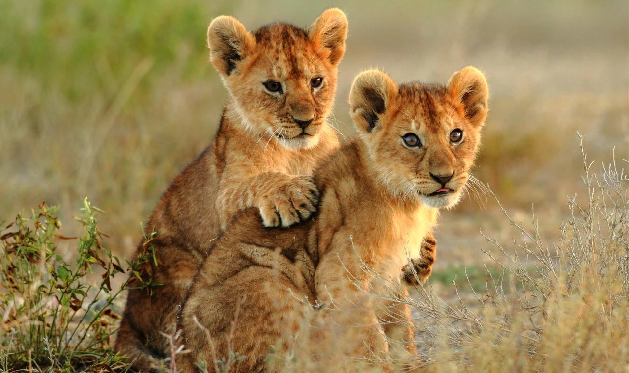 Two young lion cubs sit together in their natural grassland habitat. (Adobe Stock Photo)