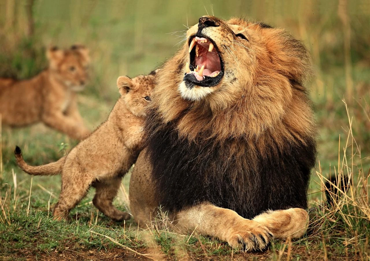 An adult male lion bares its teeth as lion cubs move around it in the wild. (Adobe Stock Photo)