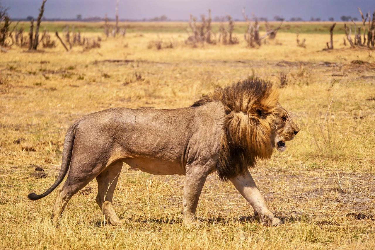 An adult male lion walks across the dry African savanna, where shrinking habitats continue to put pressure on wild populations. (Adobe Stock Photo)