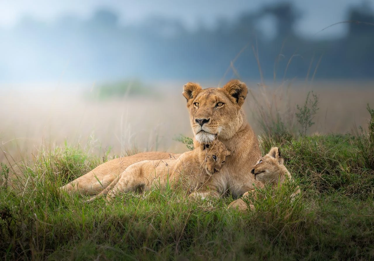 A lioness rests with her cubs in the grasslands, offering a glimpse into the family life of wild lions. (Adobe Stock Photo)