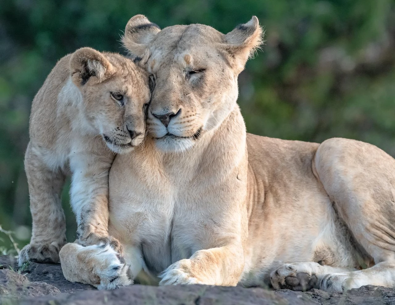 A lioness walks across the savanna with a cub following closely behind. (Adobe Stock Photo)