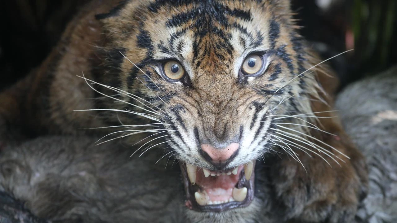 Indonesian officials rescue one of last 400 tigers on Earth