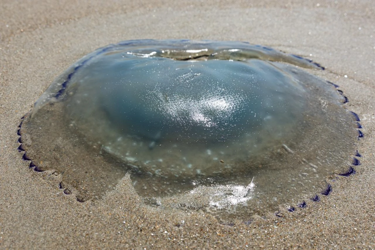 A jellyfish lies on the shore near the Gravelines nuclear power plant in Gravelines, northern France on August 11, 2026. (AFP Photo)
