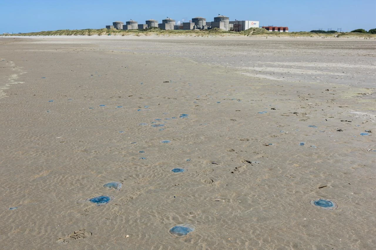Jellyfish lie on the shore near the Gravelines nuclear power plant in Gravelines, northern France on August 11, 2026. (AFP Photo)