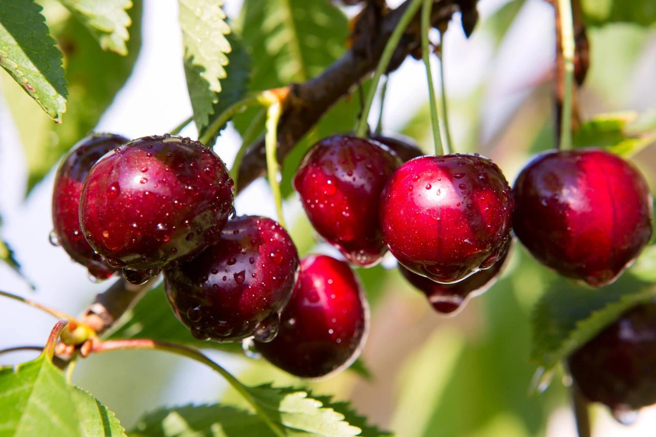 Türkiye’s cherry exports surge to $235M after frost-hit season