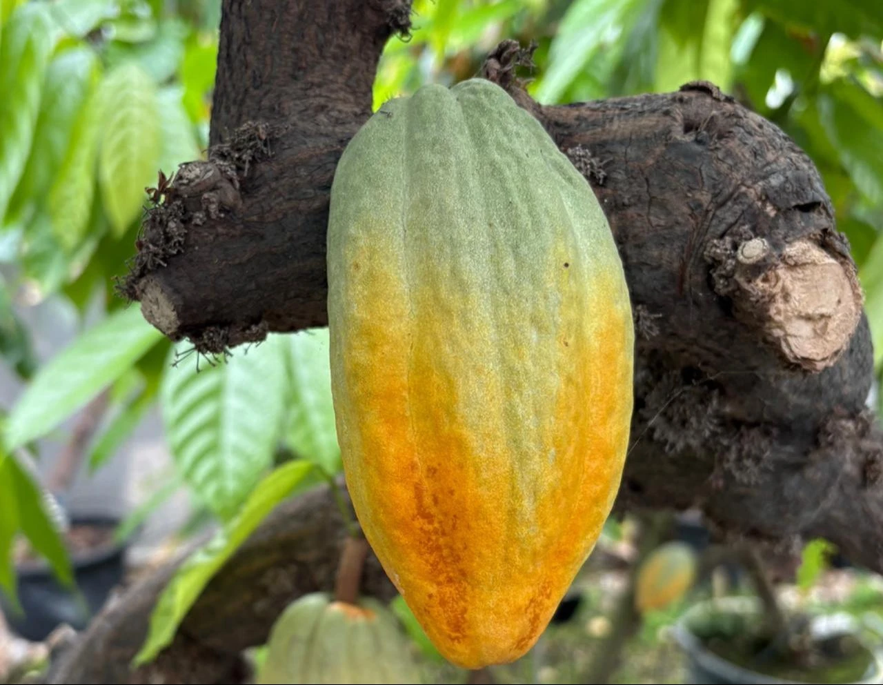 A cocoa pod ripens on a tree at the University of Reading's International Cocoa Quarantine Centre in Berkshire, U.K. (Photo via University of Reading)
