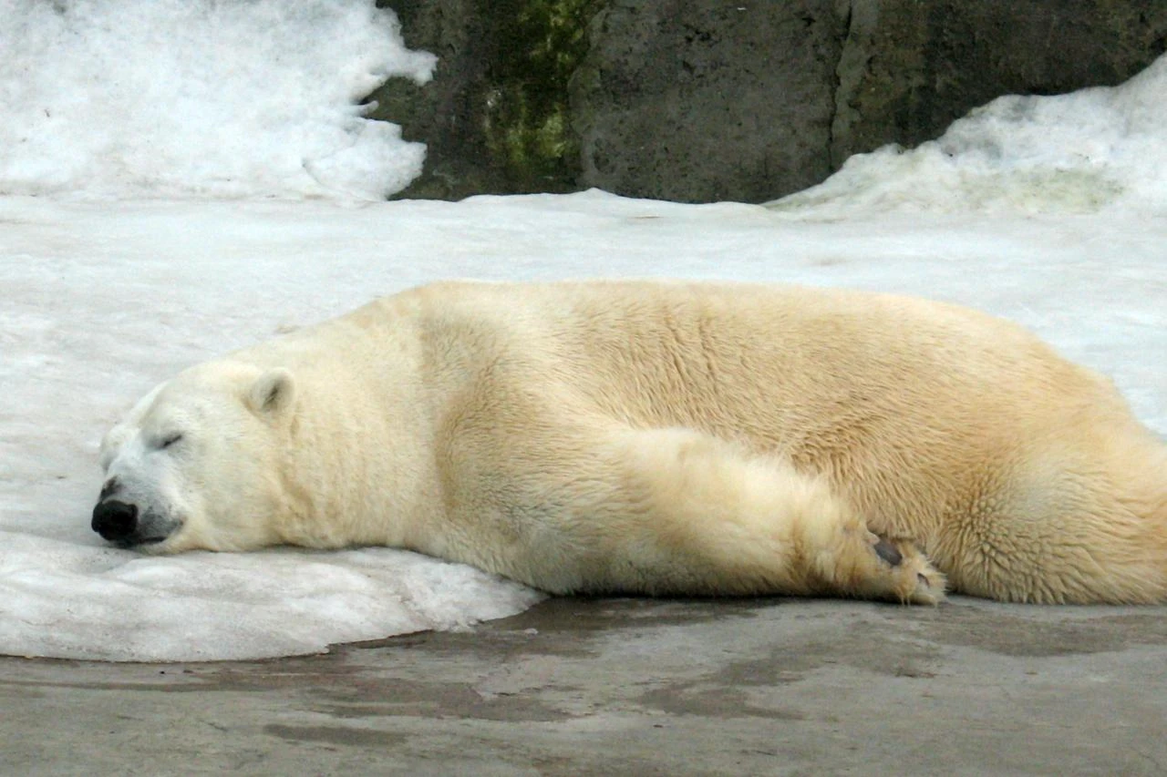 Norway fines tourist thousands of dollars for waking sleeping polar bear 