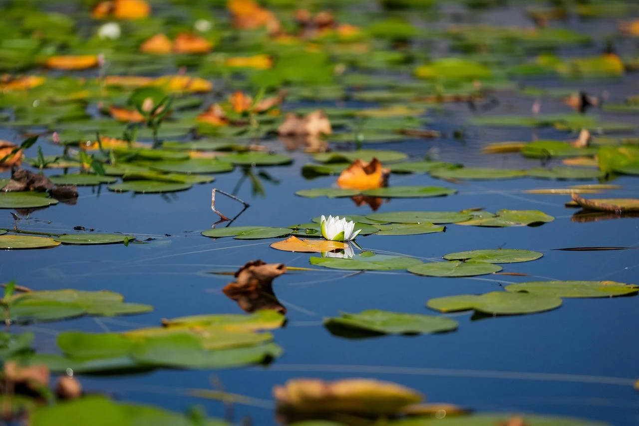 Water lily season on Türkiye's Isikli Lake extends into autumn