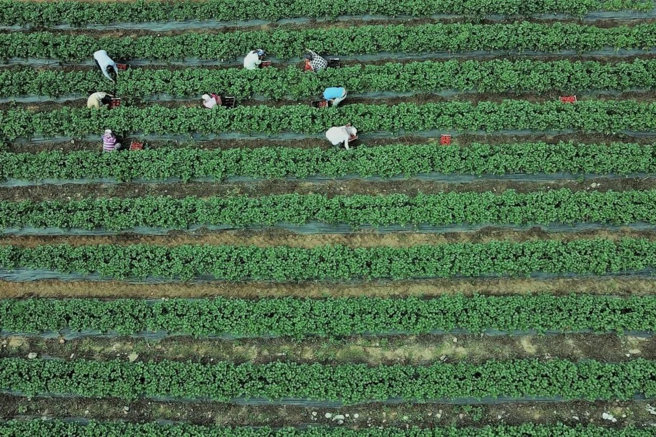 Farmers bury jeans to test soil health, cut fertilizer costs
