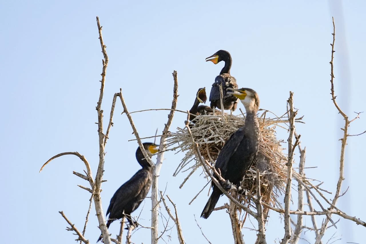 Human-caused threats to migratory birds on rise, expert says