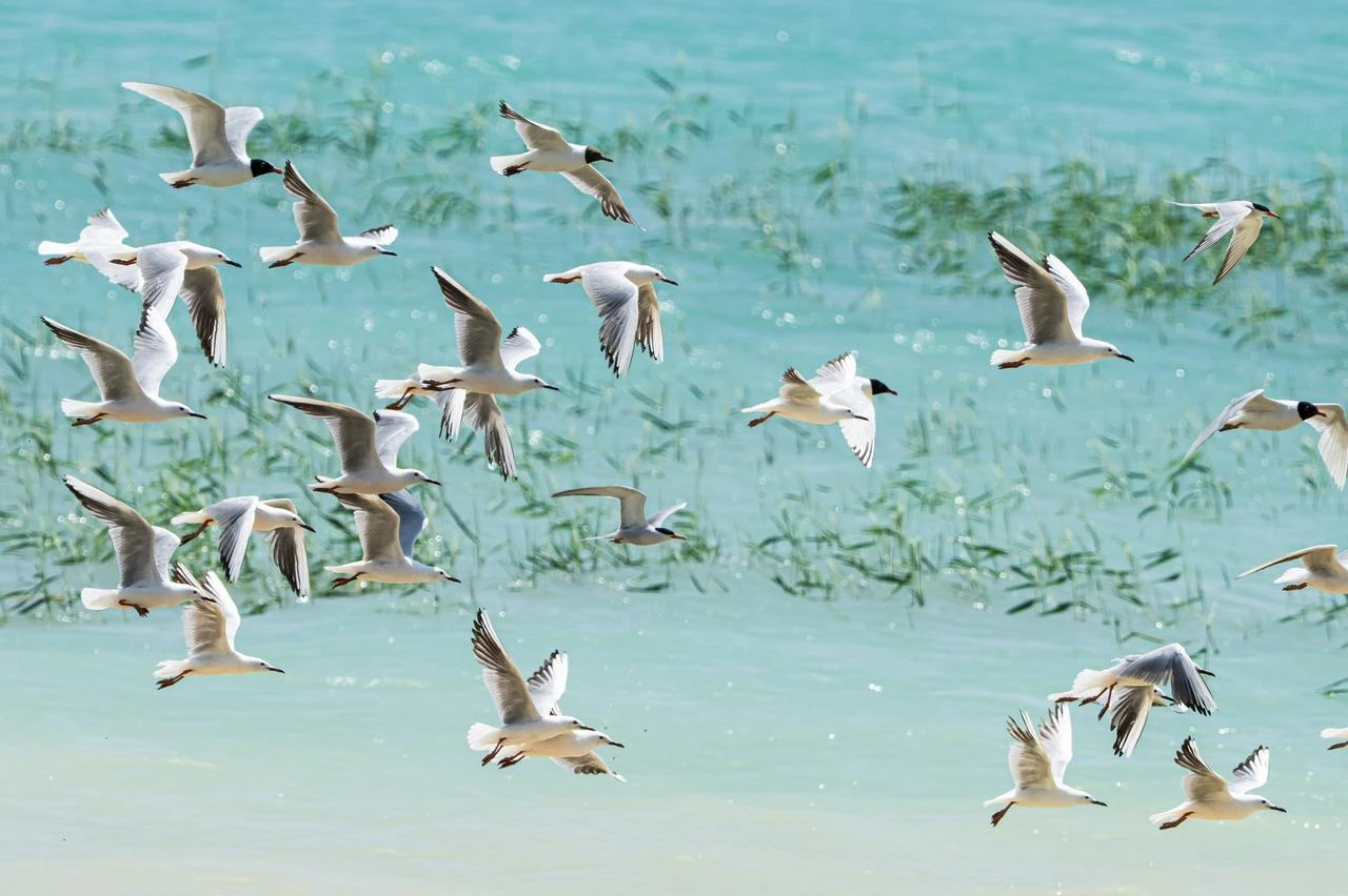 A flock of gulls flies over wetlands in the Euphrates basin in Sanlıurfa, Türkiye, Aug. 4, 2026. (AA Photo)