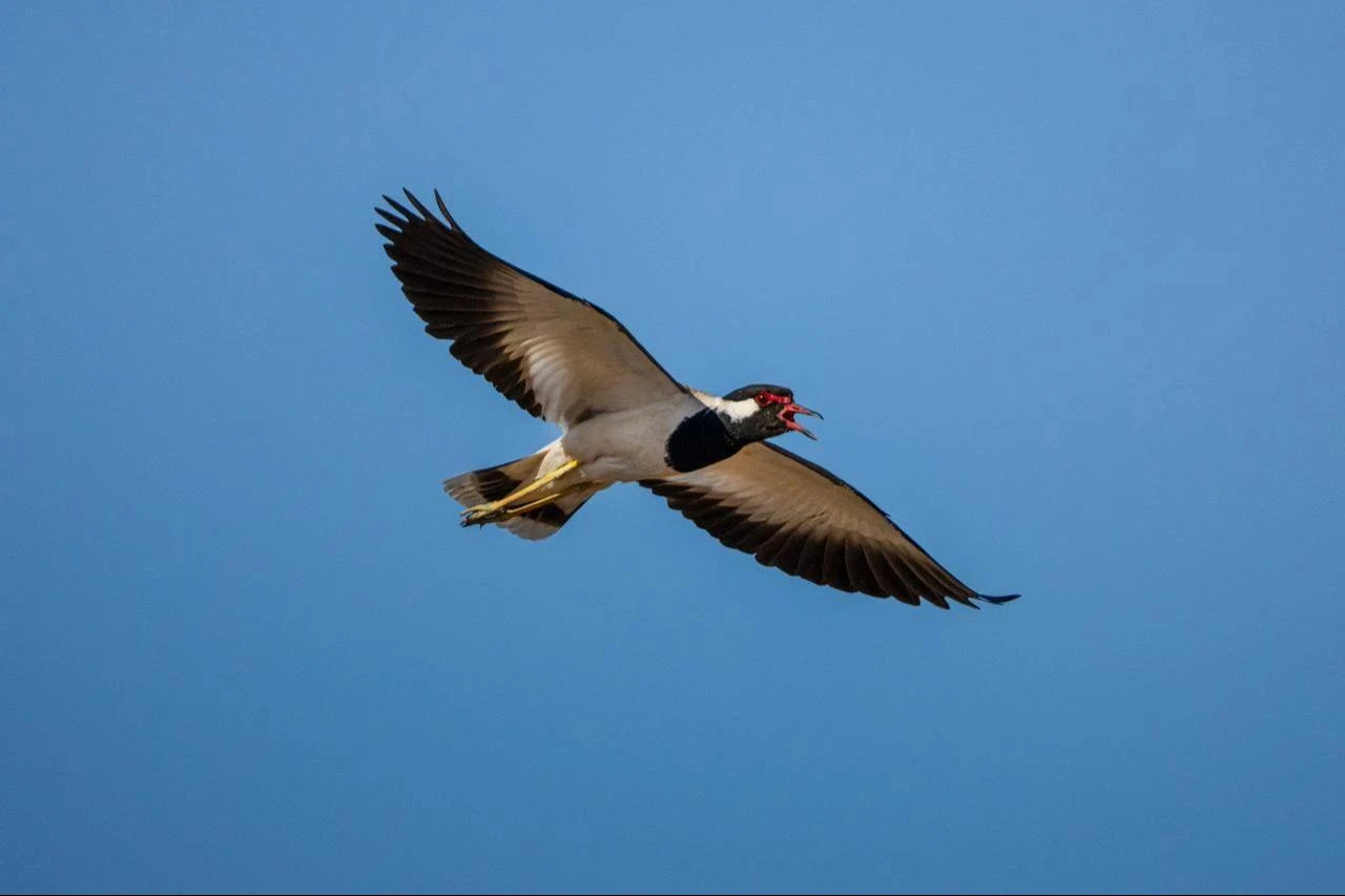 A spur-winged lapwing flies over the steppes of Sanlıurfa, Türkiye, Aug. 4, 2026. (AA Photo)