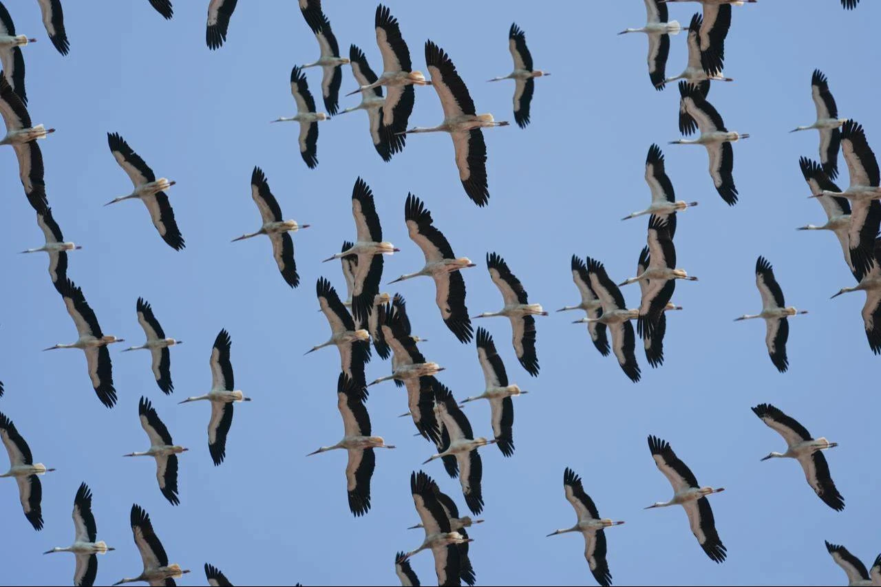 A flock of storks flies over Democracy and Freedoms Island in Istanbul, Türkiye, during its seasonal migration, Aug. 11, 2026. (AA Photo)