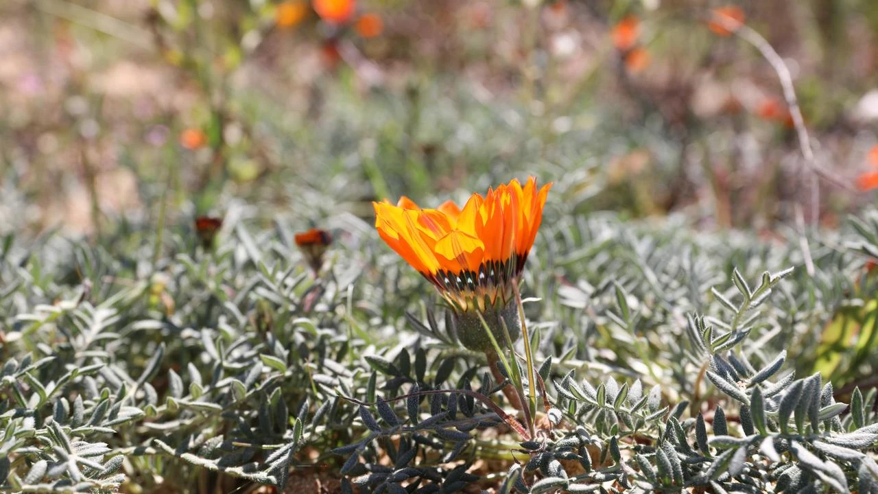 Winter drought cuts short South Africa's Namaqualand bloom