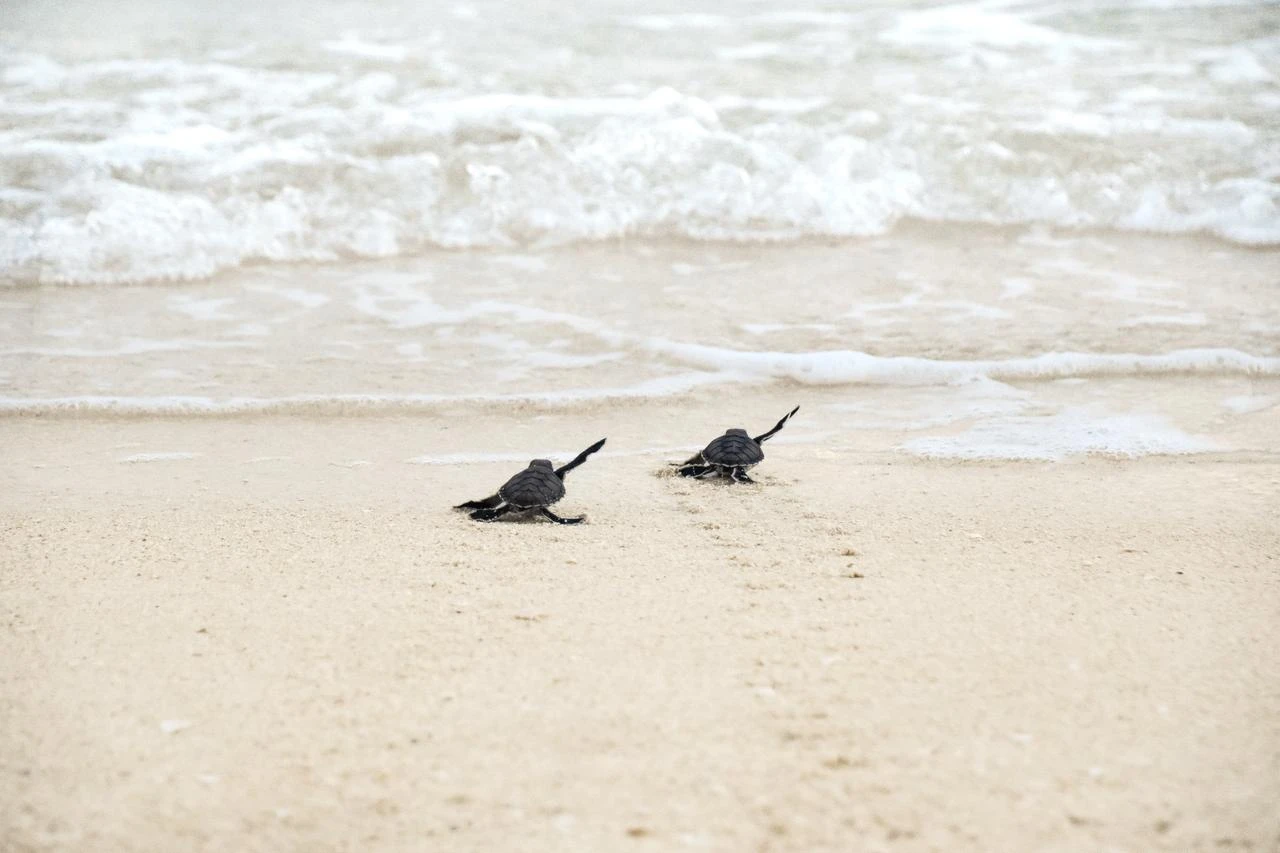 Antalya municipality steps up protection for endangered loggerhead turtles