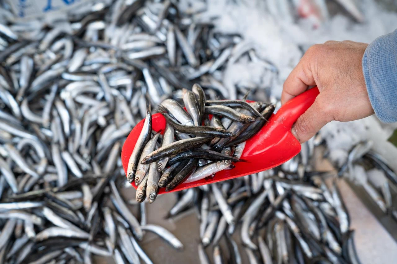 Belgium largest buyer of Turkish anchovy as shipments nearly double