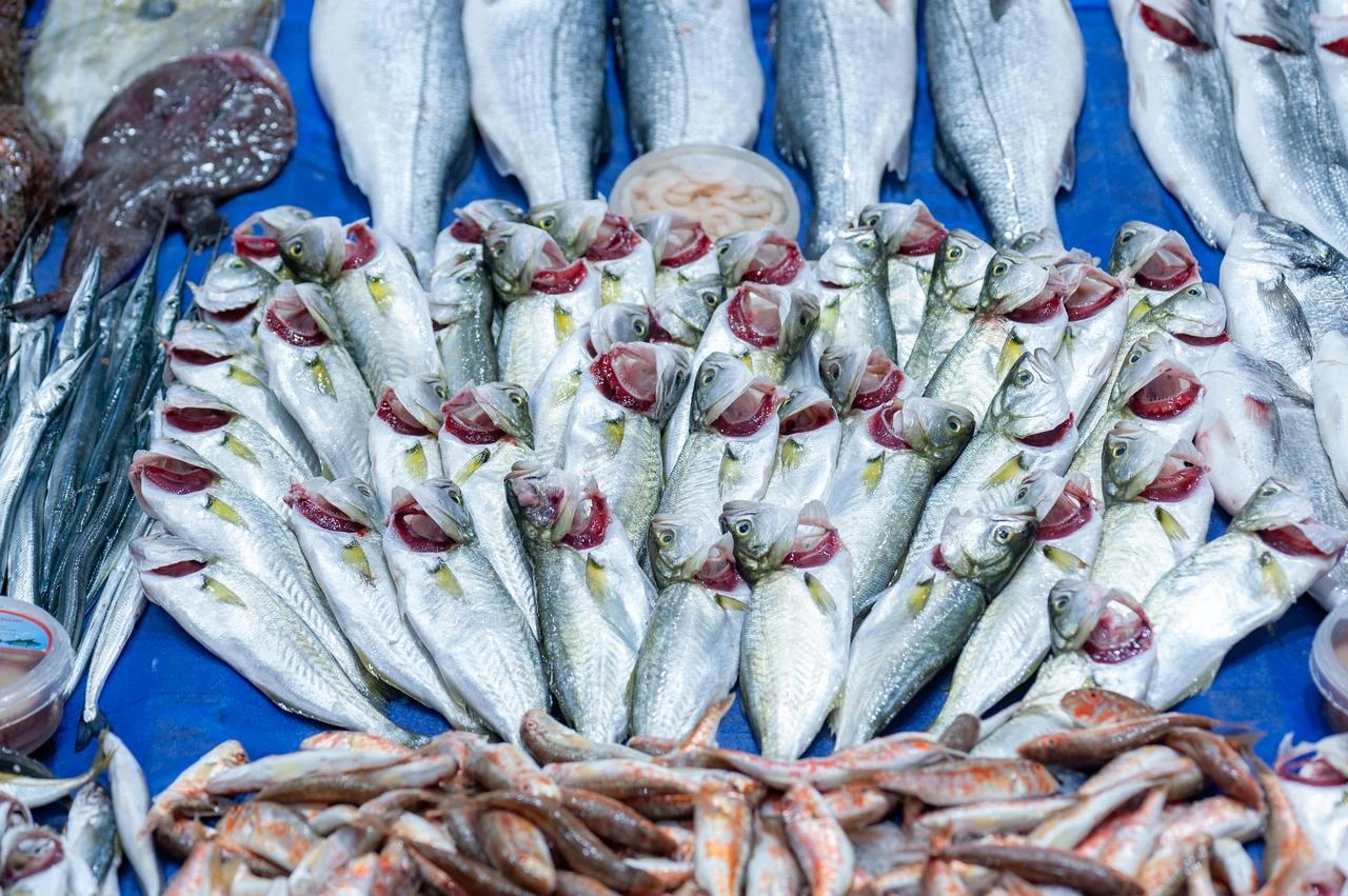 Fresh fish, including sea bass and other local varieties, are displayed at a fish market in Istanbul, Türkiye. (Adobe Stock Photo)