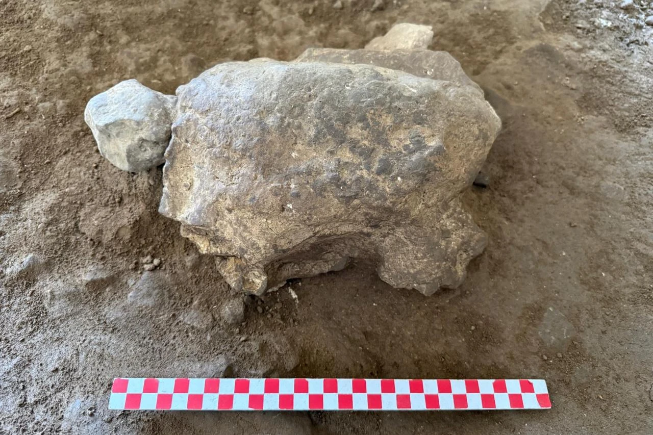 25 ancient turtle figurines found in cave in Türkiye's Bilecik