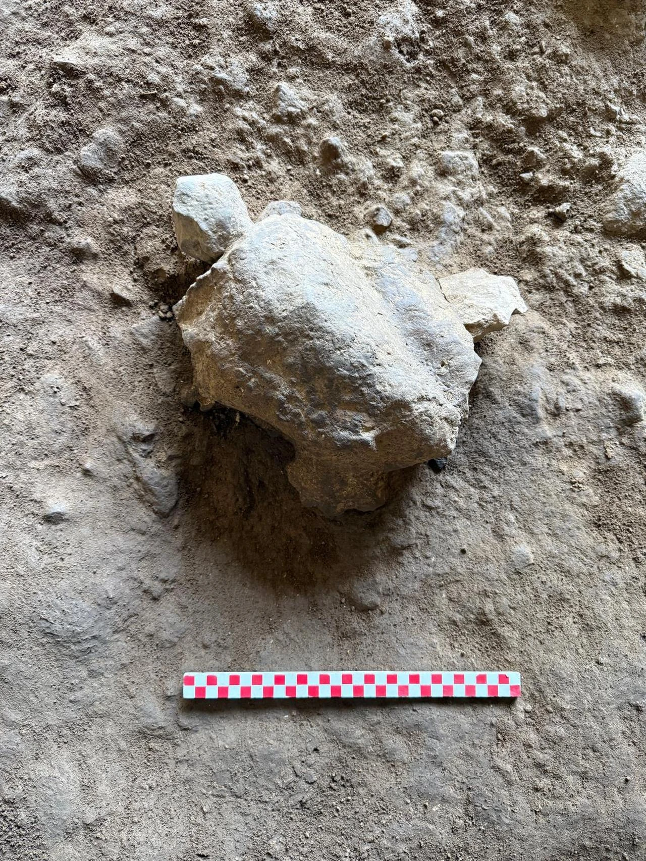 Turtle-shaped limestone figurines dating to between 14,500 BC and 11,200 BC are seen during excavations at In Cave in Bilecik, northwestern Türkiye. (AA Photo)
