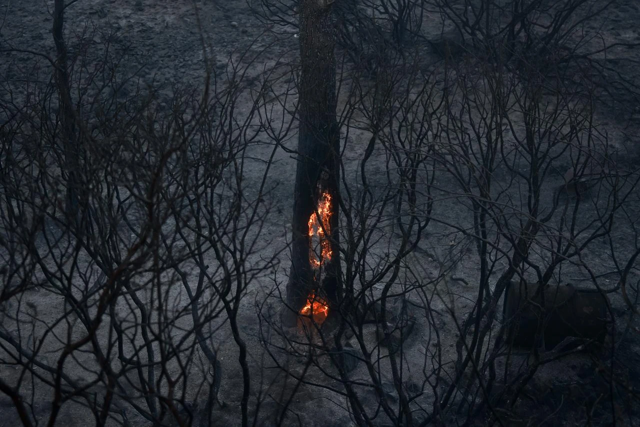 Flames continue to burn inside a charred tree after a wildfire swept through Peristeria on Salamina Island, near Athens, Greece, Aug. 16, 2026. (AA Photo)