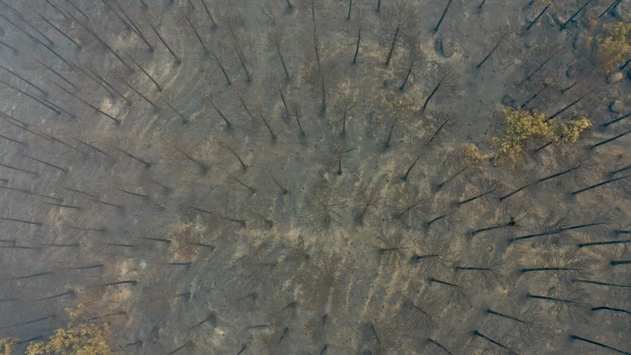 Aerial images show wildfire containment in Aydin's Cine