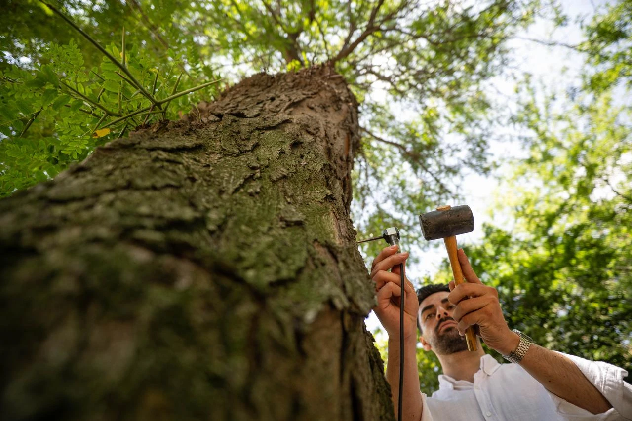 Survey plans protect Istanbul's century-old trees