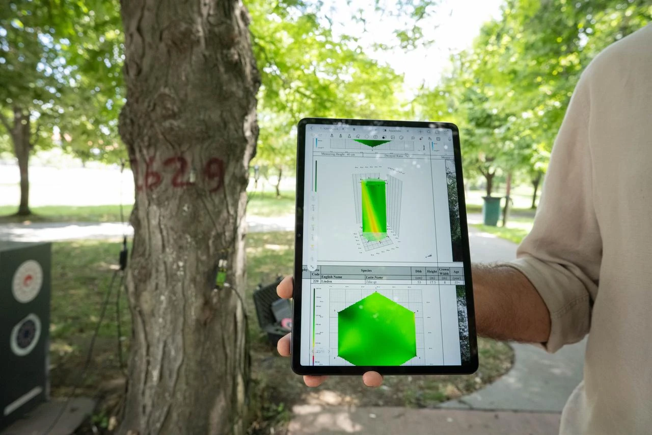 Experts use sonic tomography equipment to assess the internal condition of century-old trees and prepare measured survey plans in Istanbul, Türkiye, Aug. 2, 2026. (AA Photo)