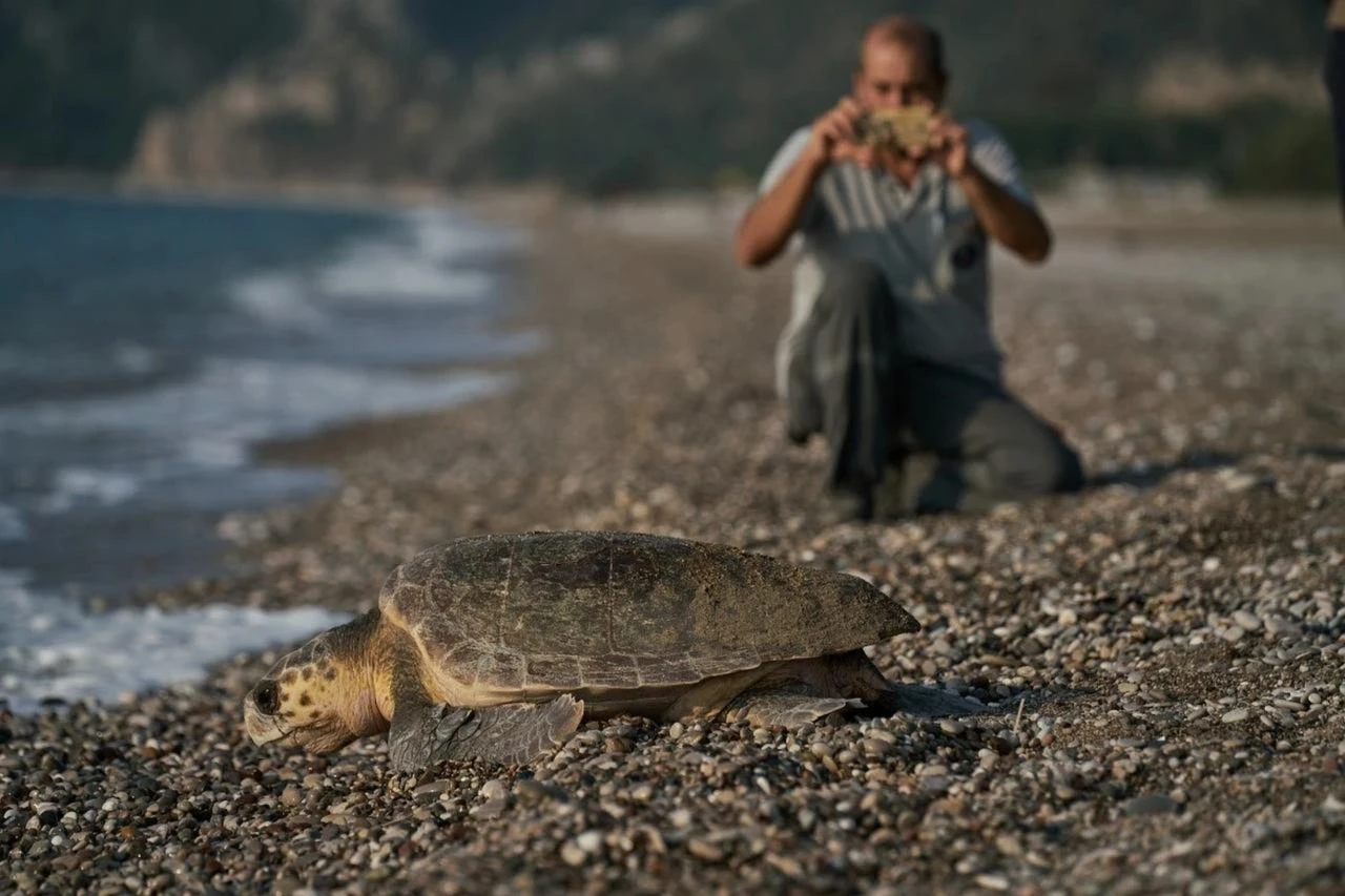 Can sea turtles improve cyclone forecasting? New research says they might