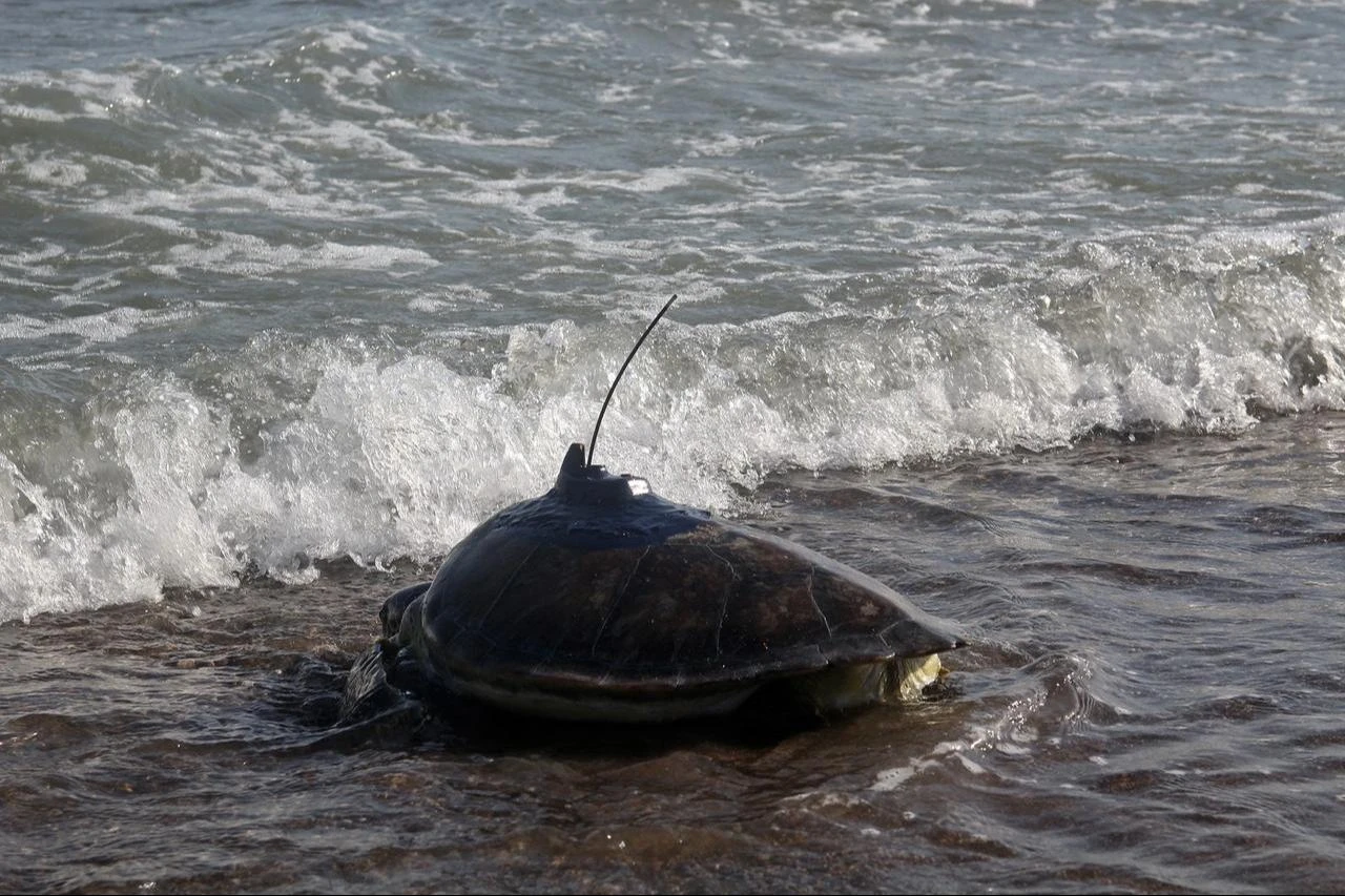 Green sea turtle released into the Mediterranean Sea 50 days ago with a satellite device from Mersin, Türkiye, August 2, 2024. (AA Photo)
