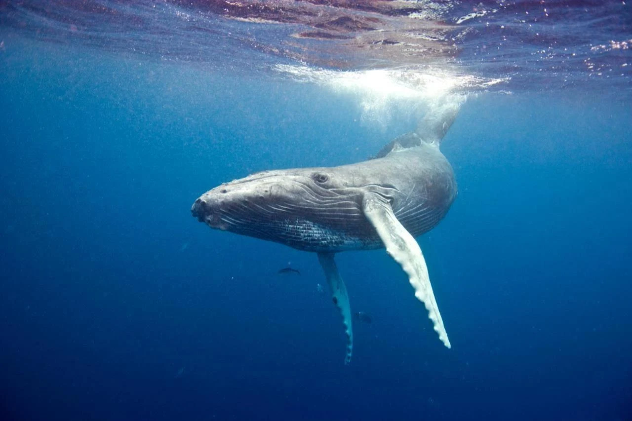 Melting ice turns East Greenland into a whale feeding frenzy